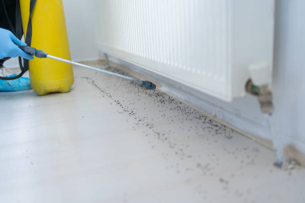Best Affordable Pest Control Services  in Harper Woods, MI
